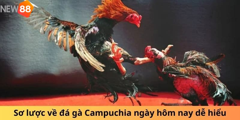 Đá gà Campuchia Luật chơi đá gà Campuchia dễ hiểu nhất