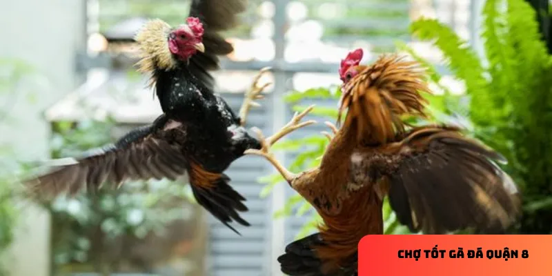 Gà nòi nổi tiếng với sức bền và lối đá hiểm.