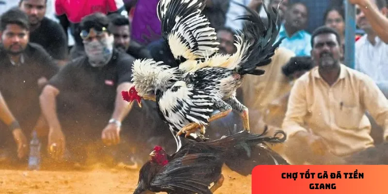 Sơ lược về chợ tốt gà đá tiền giang