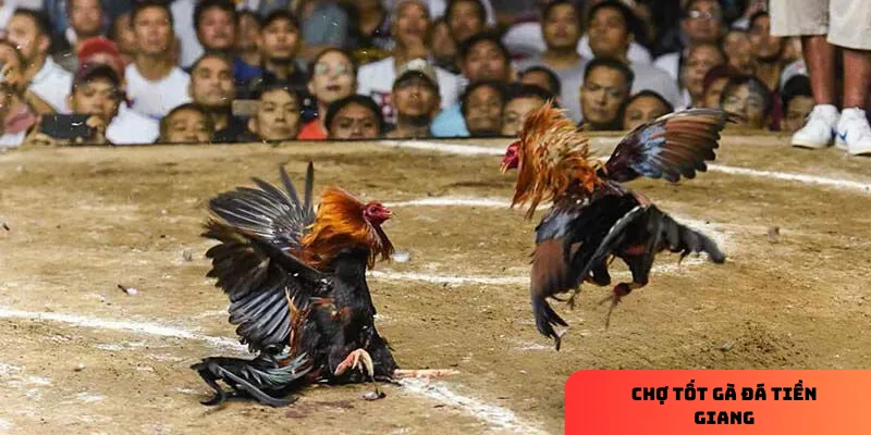 Mẹo khi tham gia mua bán chợ tốt gà đá
