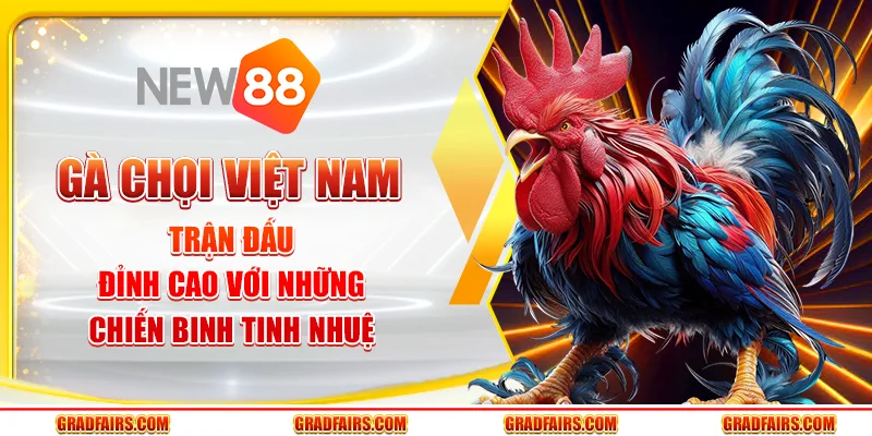 Gà Chọi Việt Nam – Trận Đấu Đỉnh Cao Với Những Chiến Binh Tinh Nhuệ
