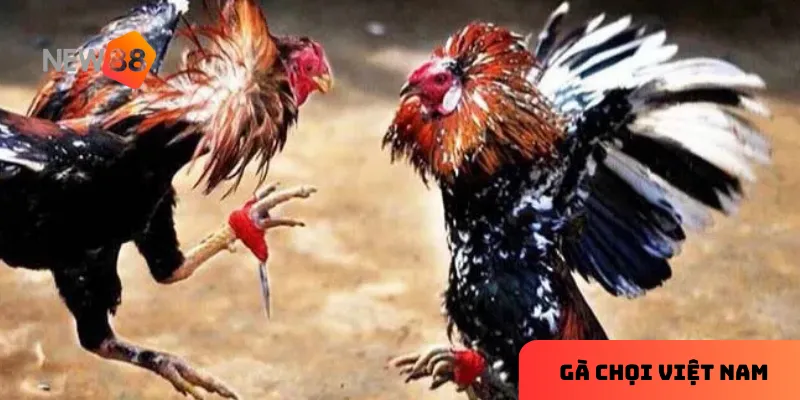 Nghiên cứu thông tin và quản lý vốn cược là yếu tố quyết định thành công
