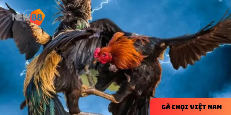 Gà chọi Việt Nam là môn thể thao truyền thống kết hợp giữa kỹ thuật và sự kịch tính.