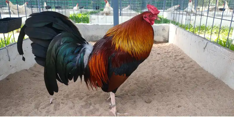 Giống gà Peru mạnh mẽ và có sức bền cực tốt