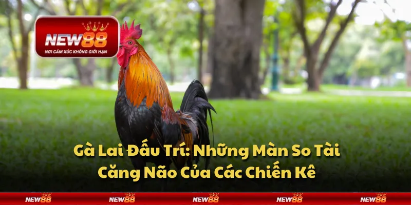 Gà Lai Đấu Trí: Những Màn So Tài Căng Não Của Các Chiến Kê